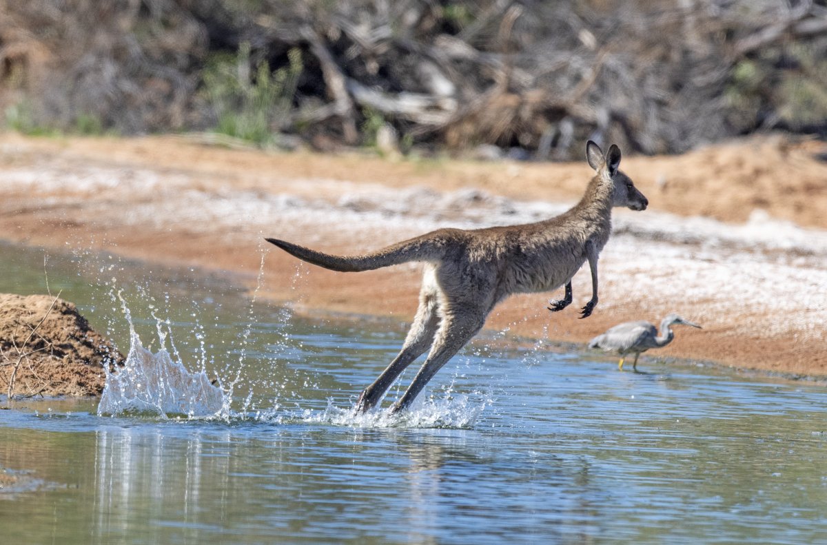 Kangaroo jumping in water in Queensland, Australia.