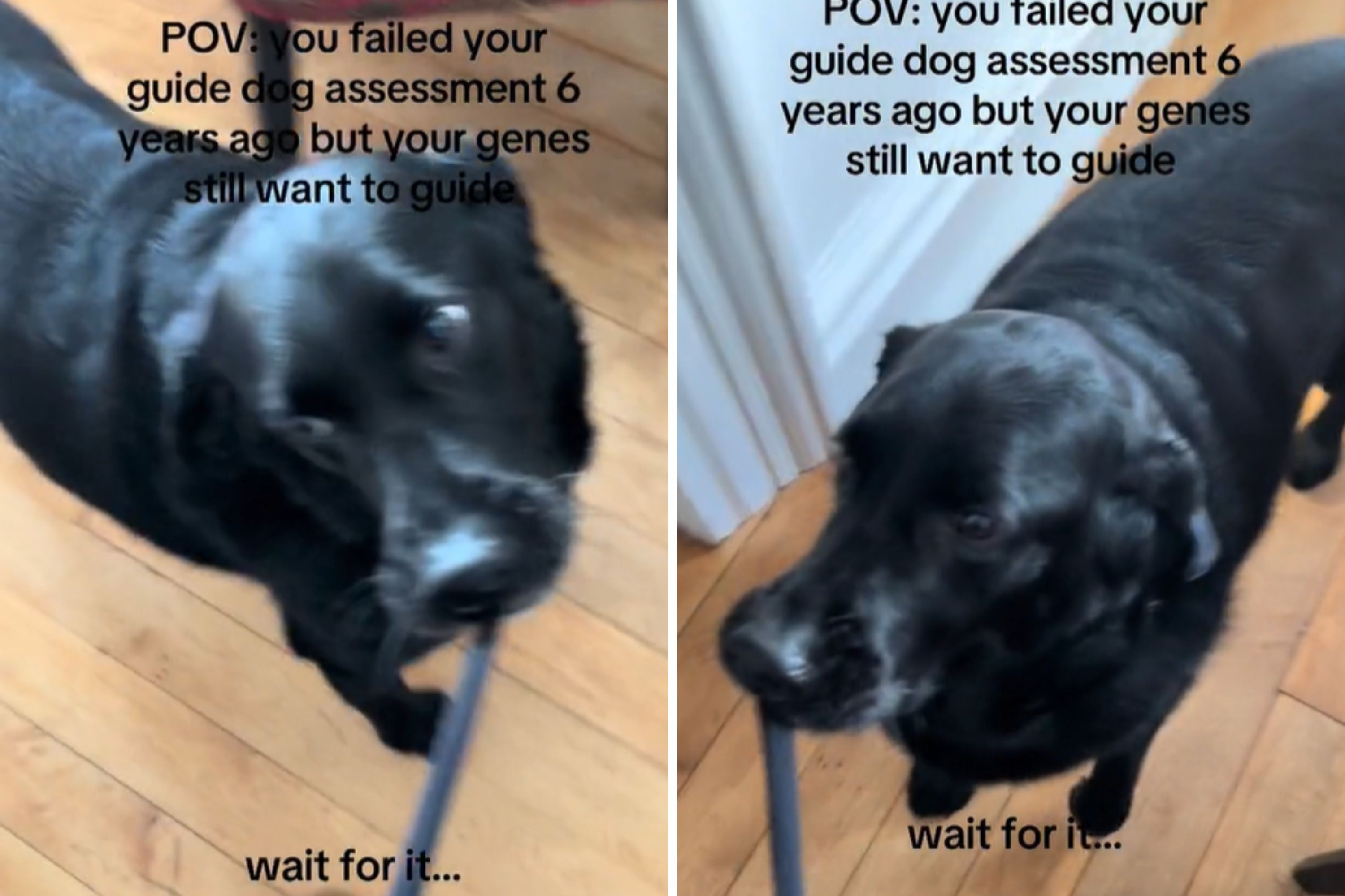 Follow Guide Without Question Fails Hearts Melt Over