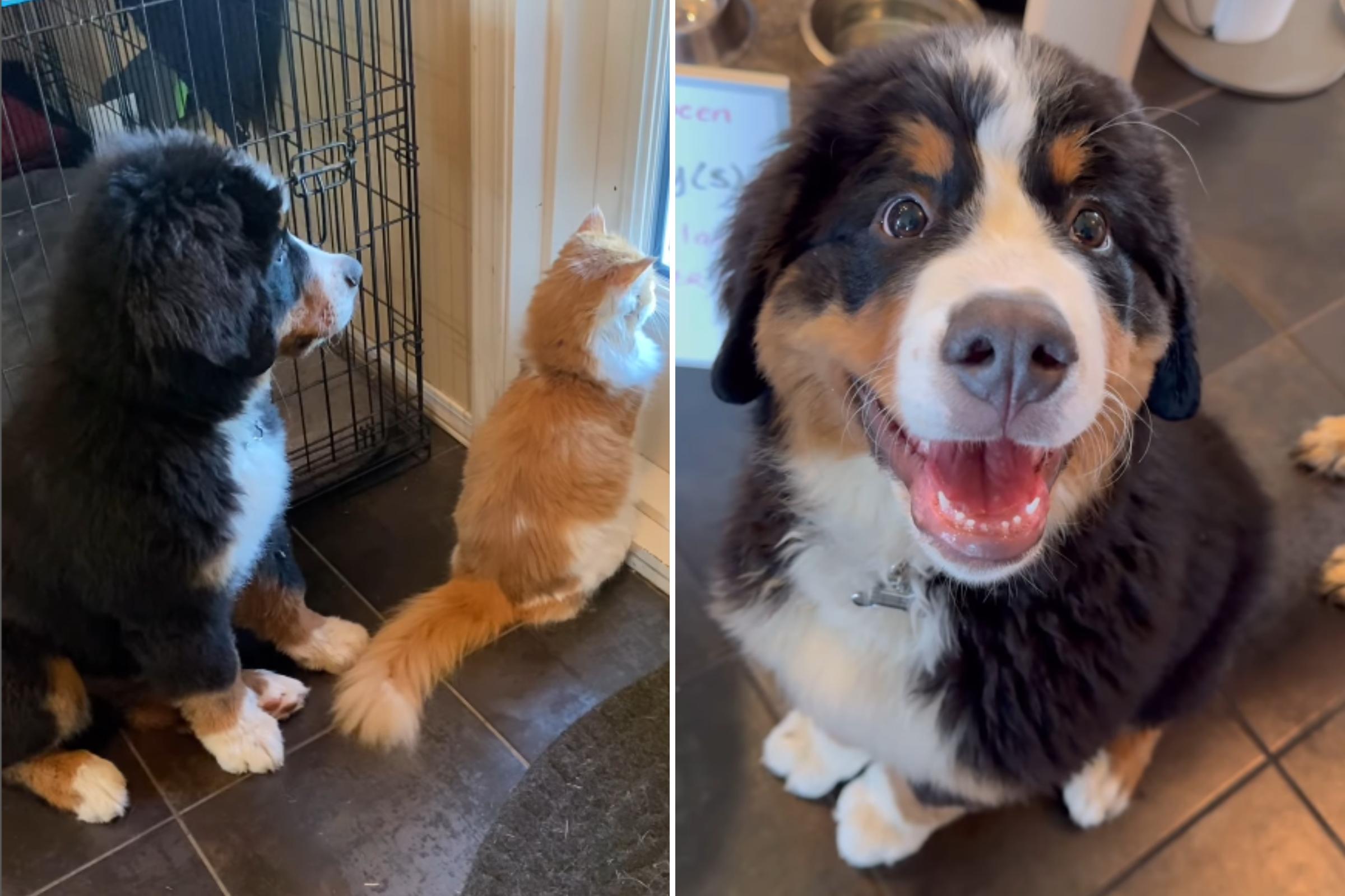 Photo: Bernoulli, 6 months, and Ginger, 2 years. (@bunsenberner.bmd / Instagram) 