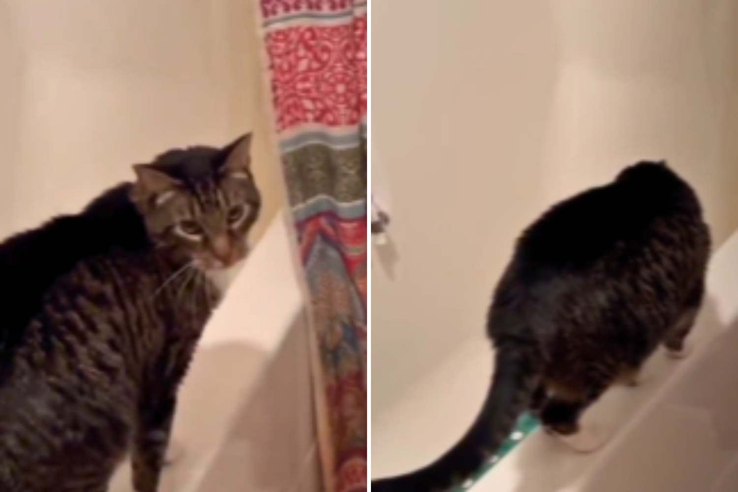 Meet the Pet of the Week: The Shower-Loving Cat!