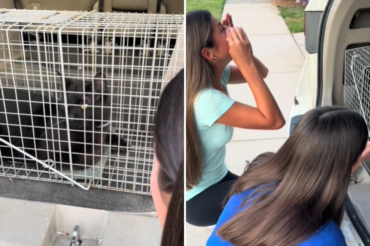 Woman Sobs As She's Reunited With Cat 55 Days After Pet Sitter Let Him