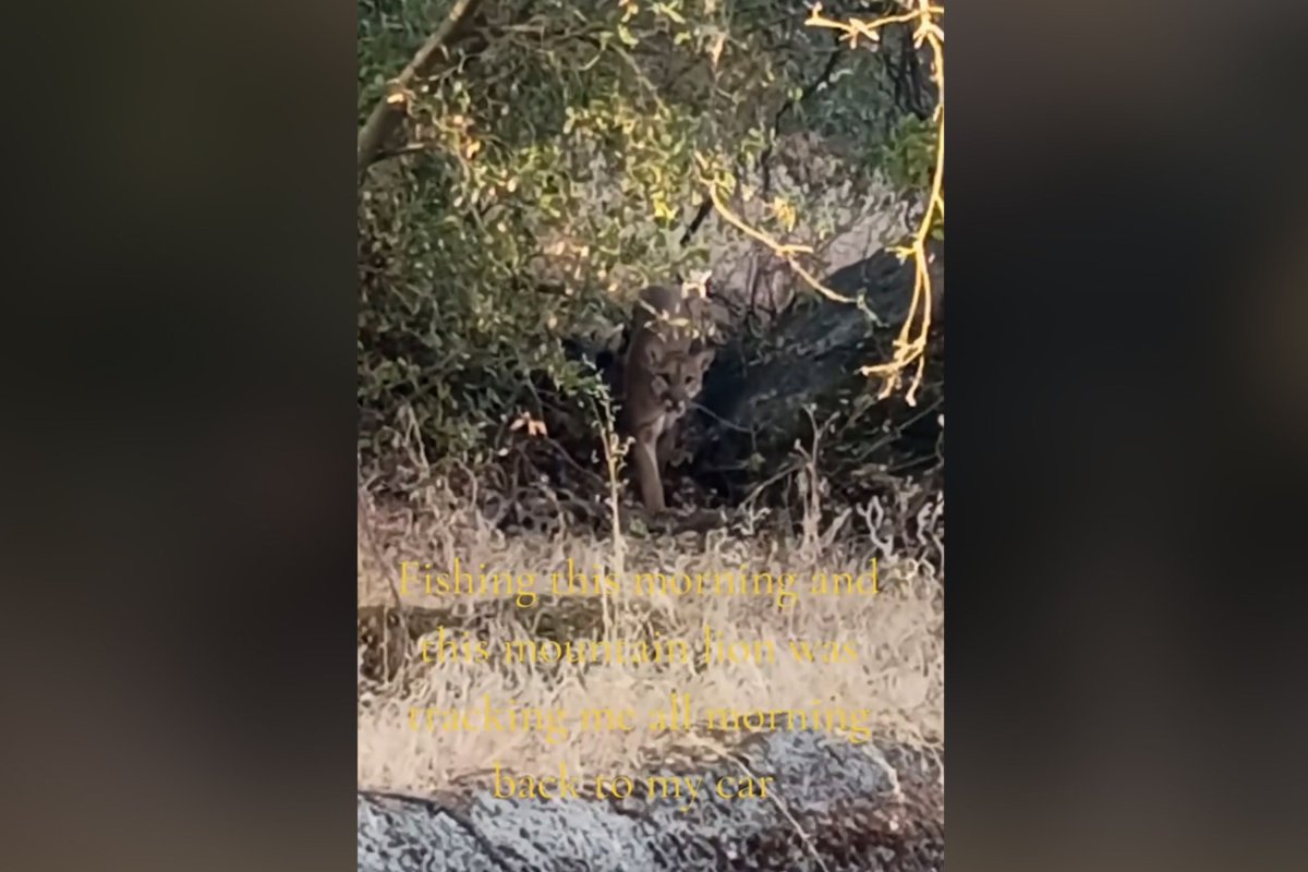 Mountain lion in the woods of California.