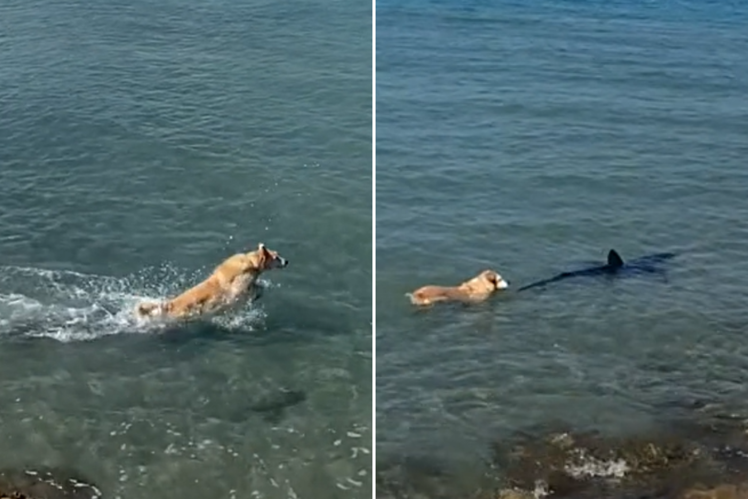 Panic as dog jumps into water to chase shark: 