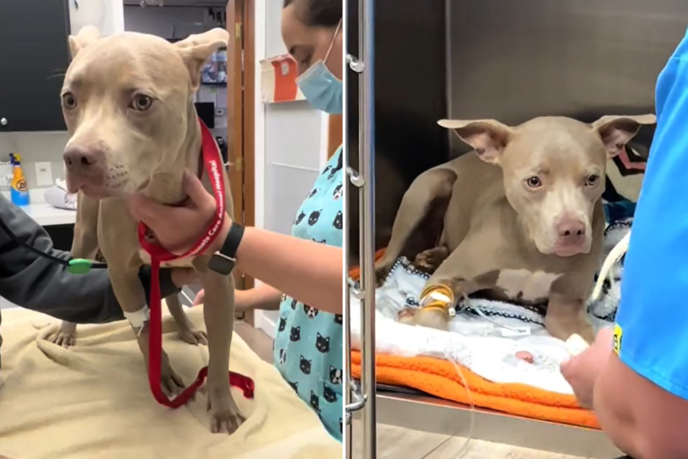 Viral Story: Vet Steps Up for Sick Dog’s Bills, and the Internet Joins the Cause!