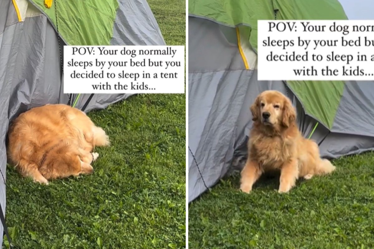 Golden retriever sleeping outside tent