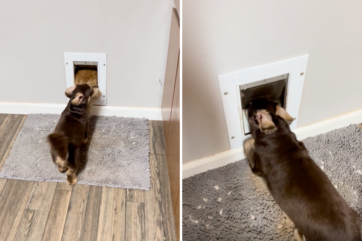 Dog Blocking Outside Door From His Brother Goes Viral: ‘Classic Sibling Moment’