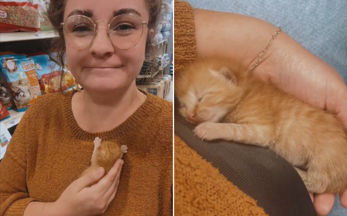Newborn Kitten Saved From Certain Death On Interstate By Woman Driving Home