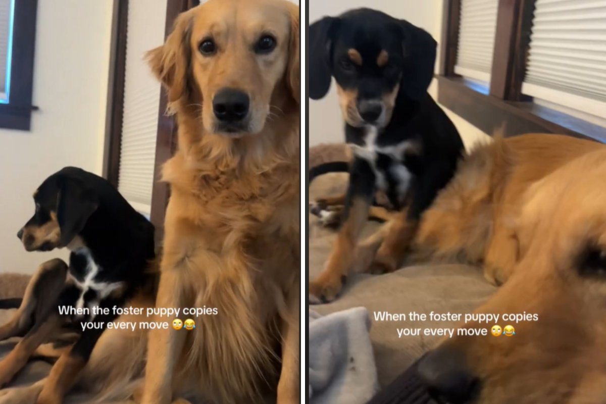 Foster Pup Learning to Be a ‘Good Boy’ Copies Golden Retriever’s Every Move