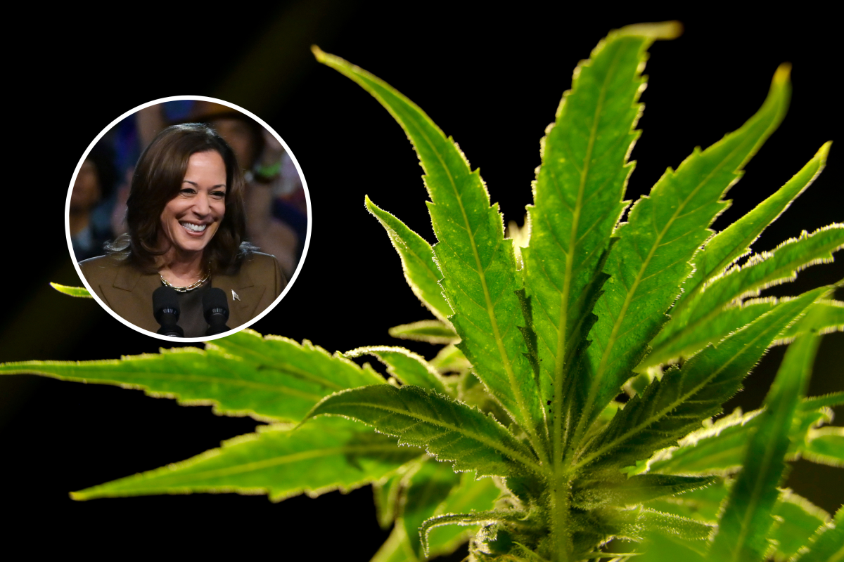 Kamala Harris’ Plan for Marijuana Backed by Young Republicans