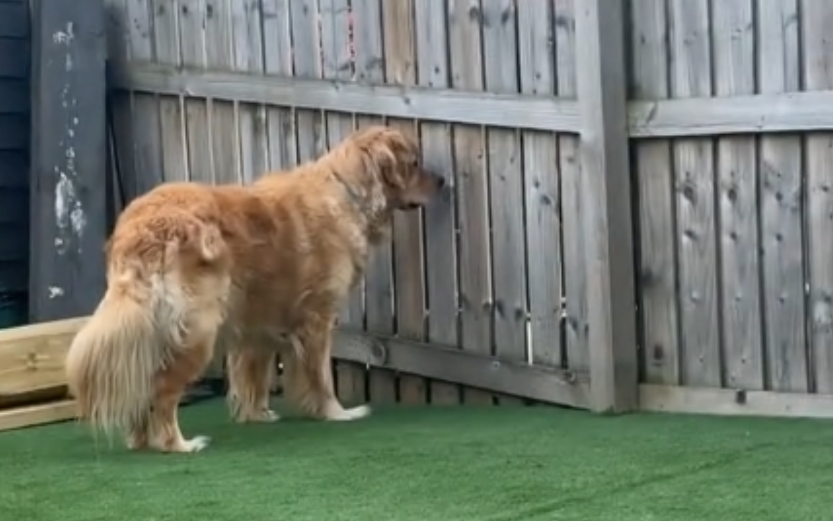 Rory the golden retriever spots a barbecue.