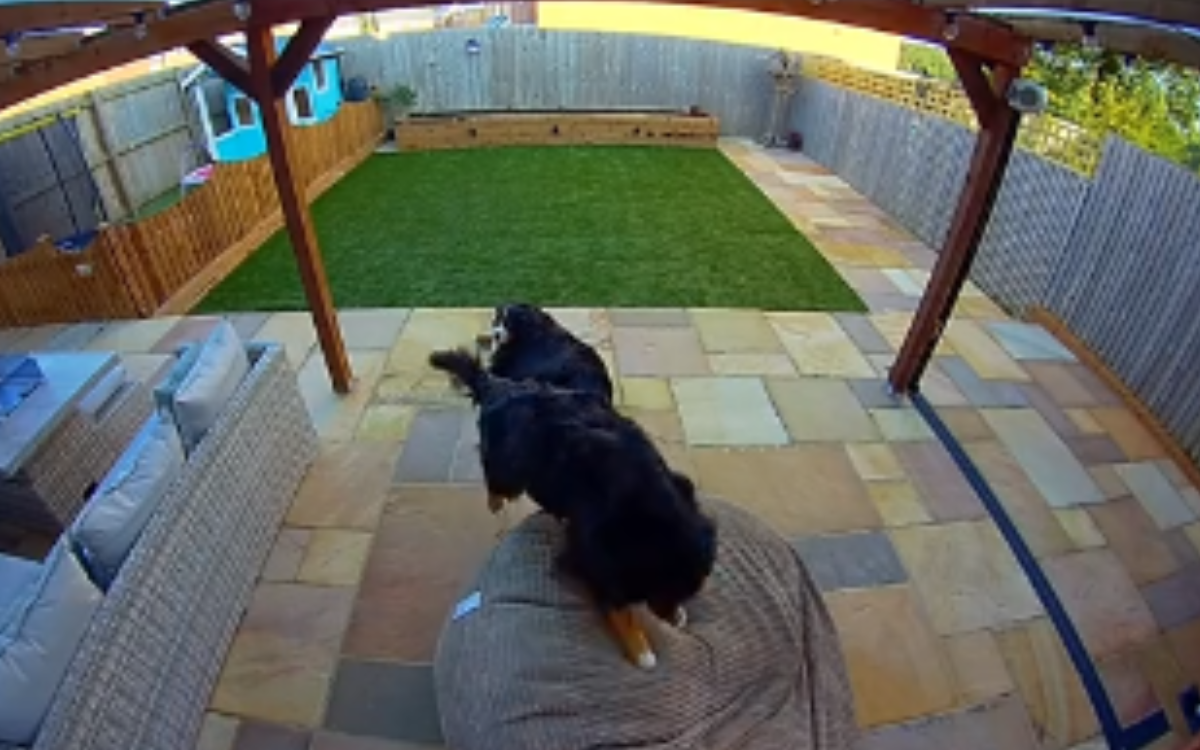 Bernese Mountain Dog Jumps on Beanbag—No One Prepared for What Happens Next