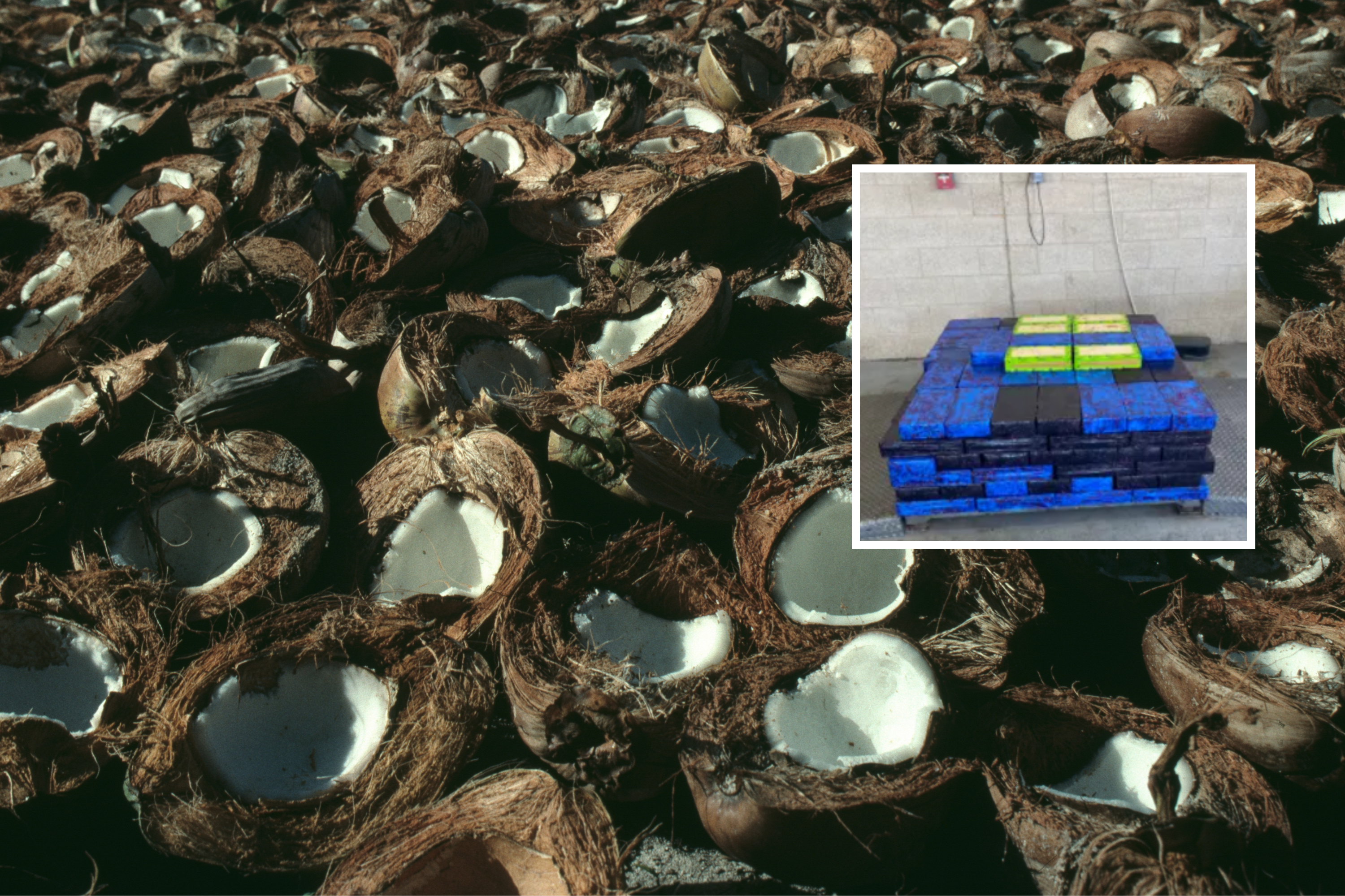 Border Agents Seize $17 Million Of Meth Stashed In Coconuts