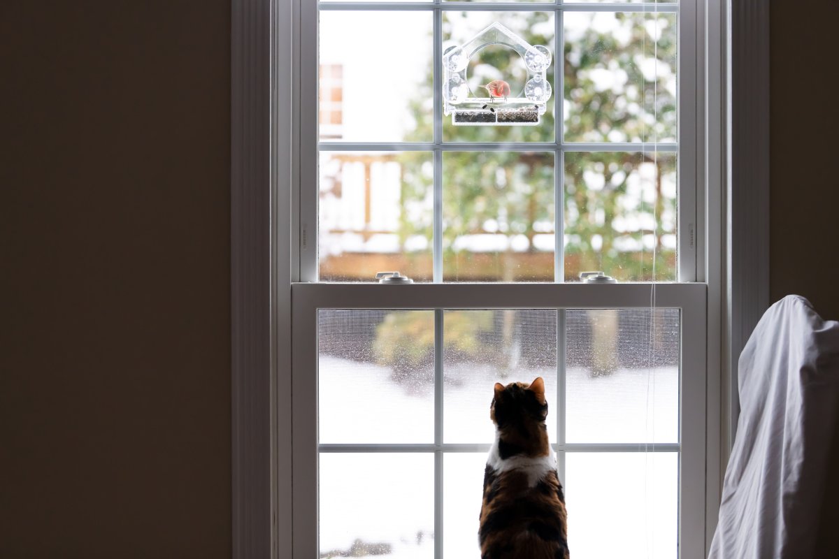 cat waves at woman