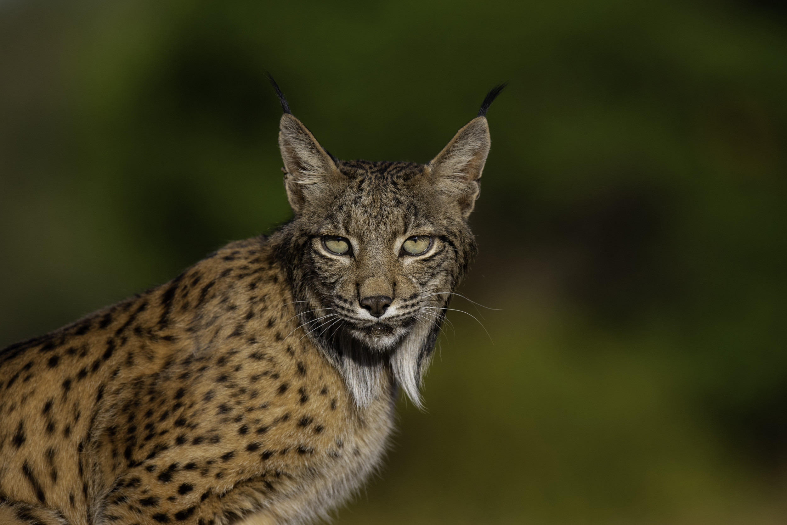 Ancient DNA Uncovers Unexpected Secrets in Lynx Survival Journey