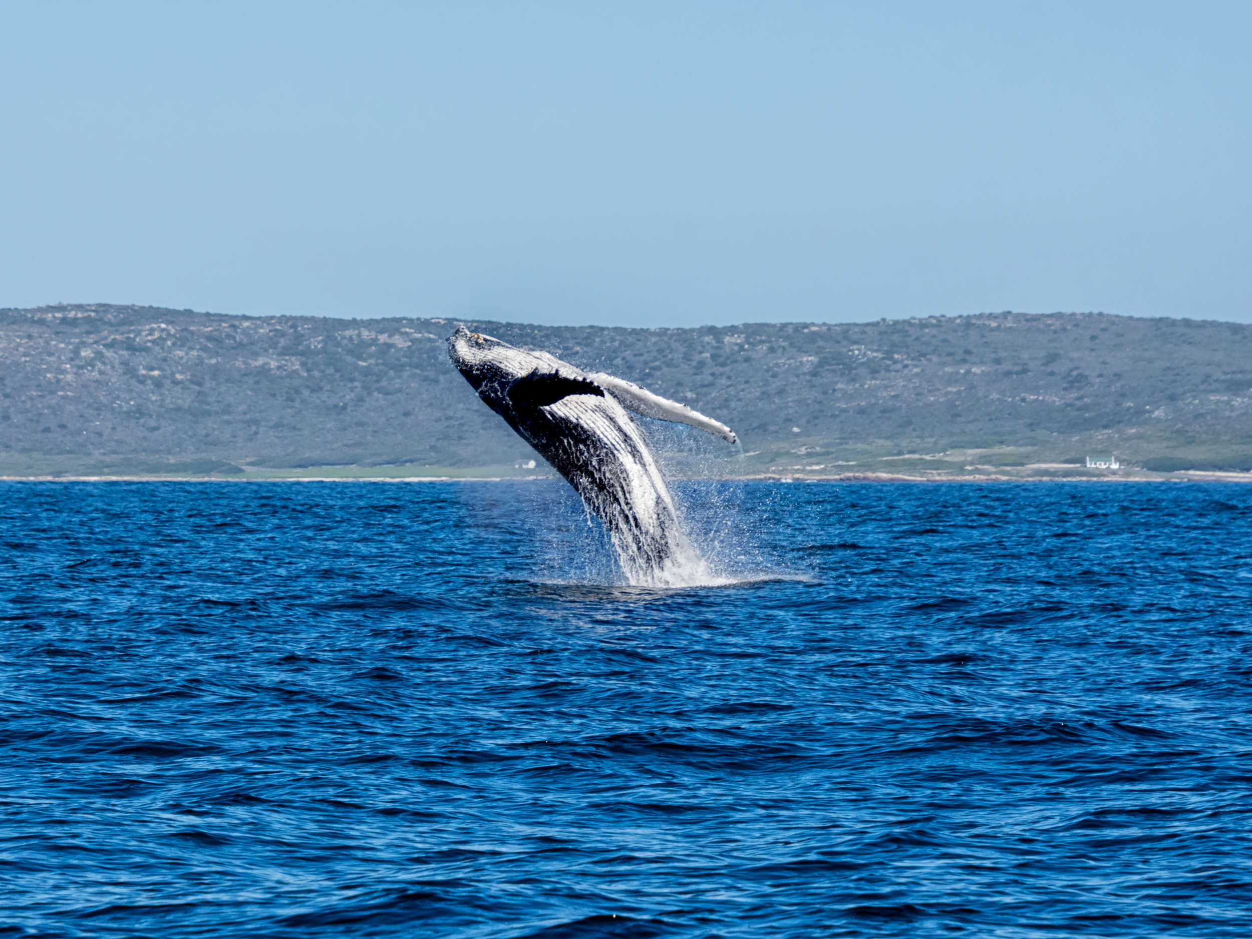 Guests' incredible whale encounter at lunch goes viral: 'I would scream'