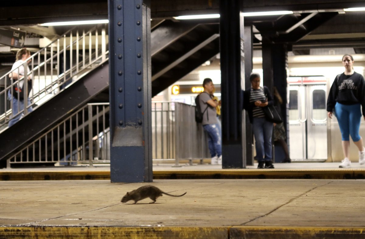 Rat in New York