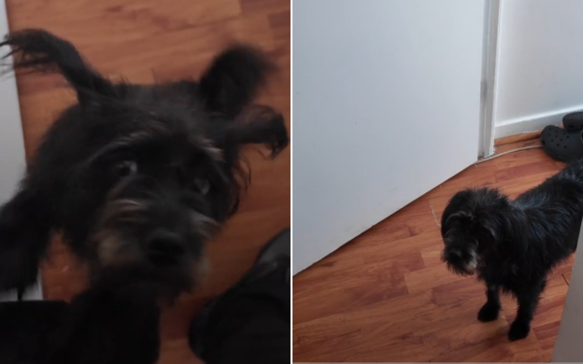 Watch What Dog Does Every Time Owner Tries To Leave: 'Attachment Issues ...