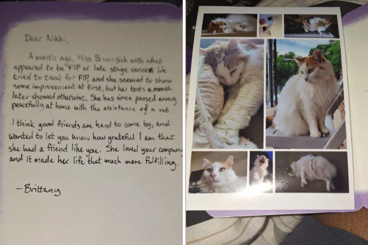 Woman Befriends Local Cat Who Vanishes, Then She Gets a Note: ‘Still Hurts’