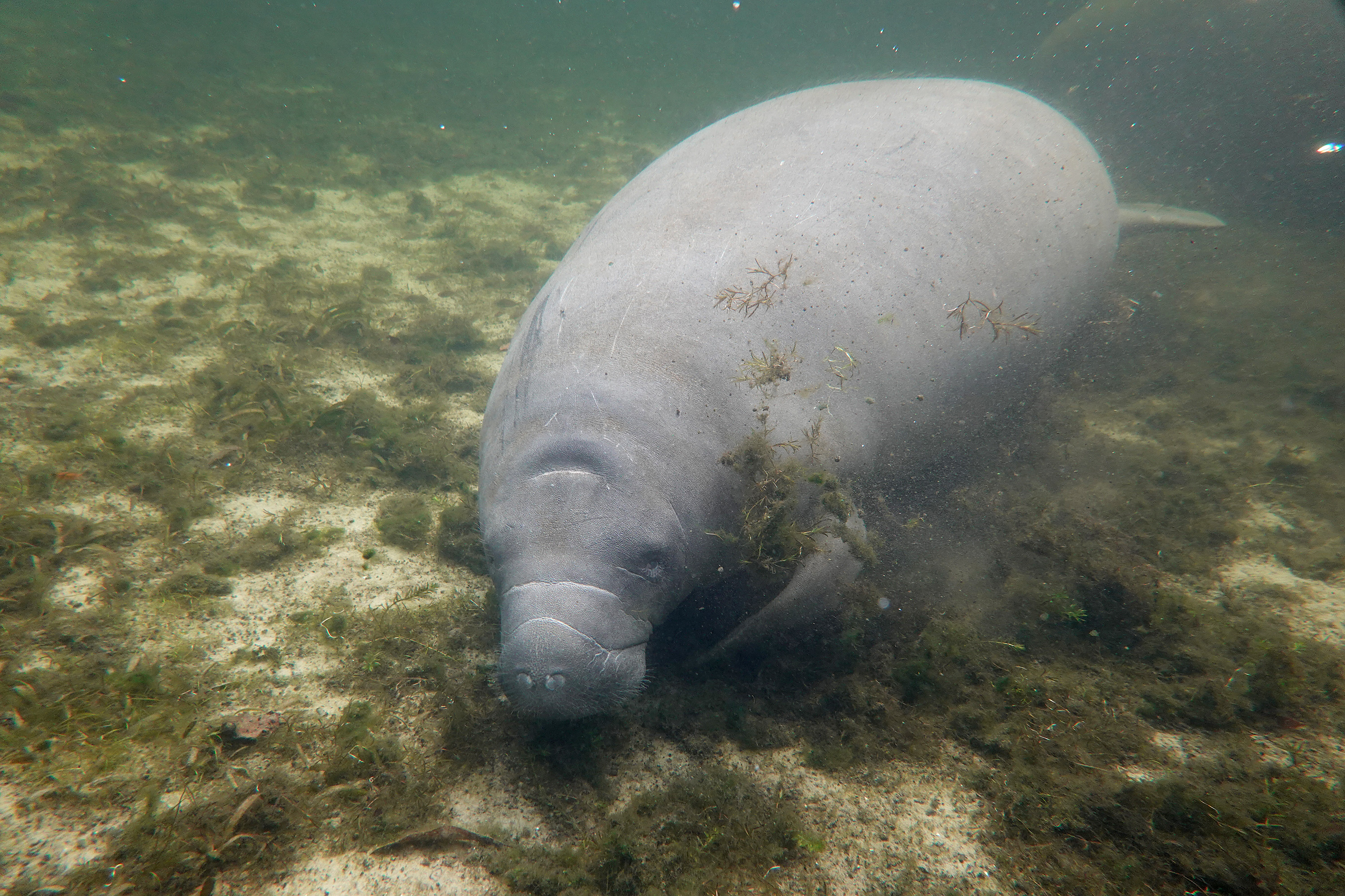 Hurricane Helene leaves manatees stranded in Florida