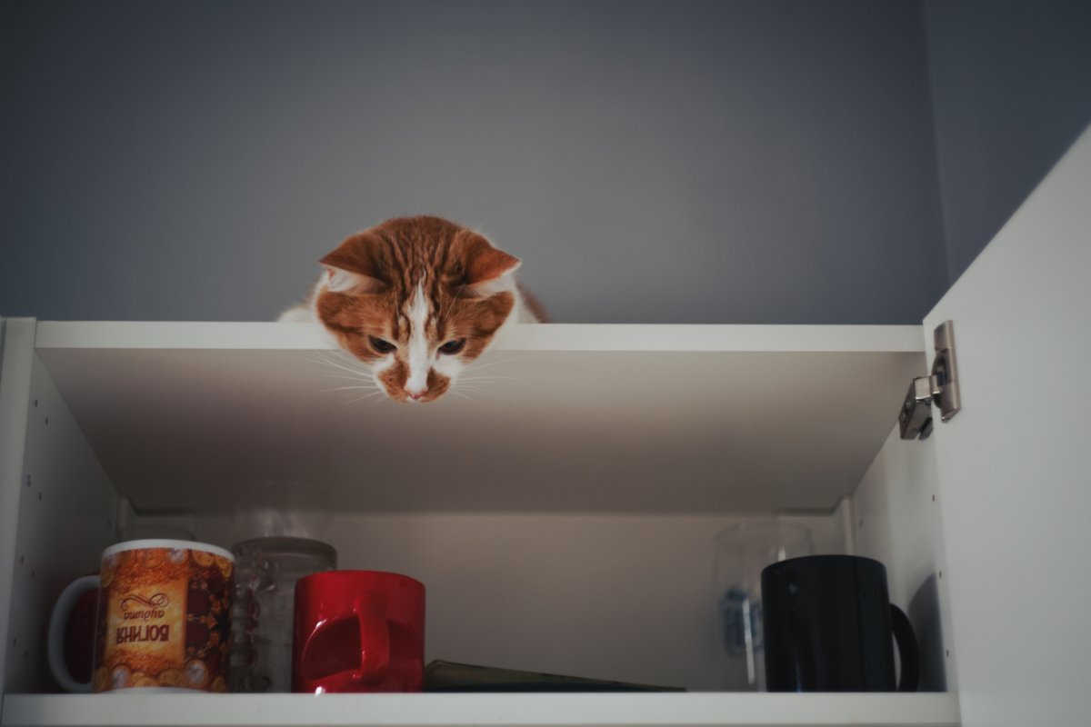 Woman Attempts To Cook Dinner, Discovers Two Eyes Watching From Above