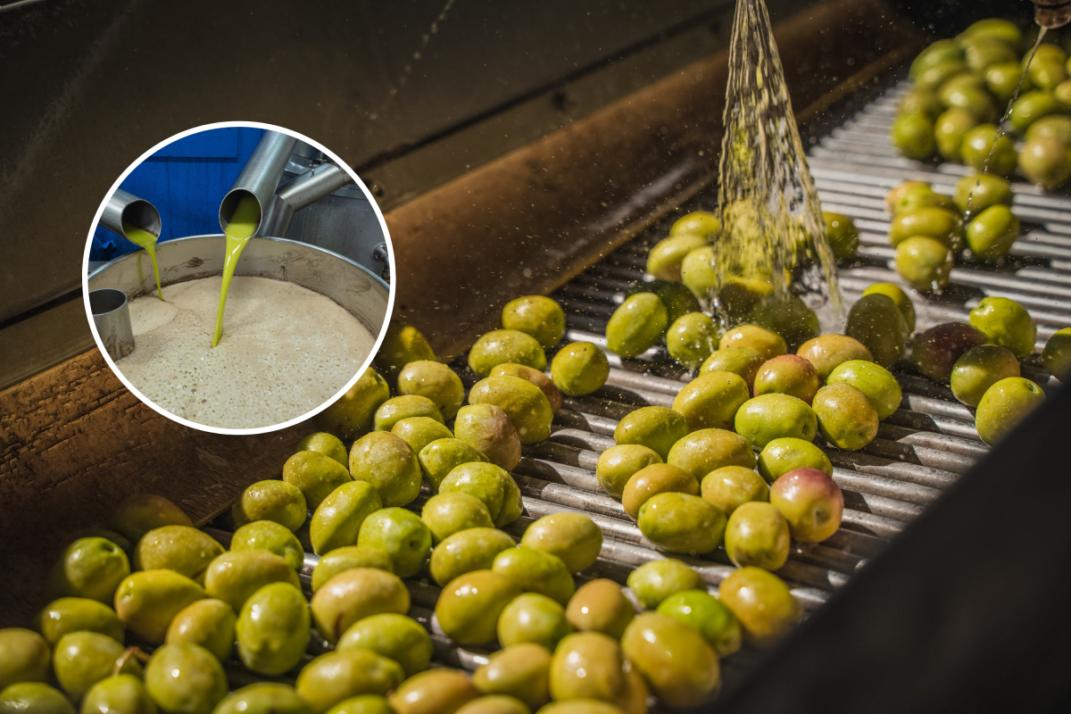 Machine washing olives and fresh oil flowing