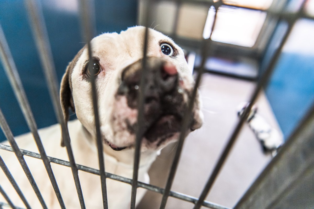 Tears As Shelter Puppy Whose ‘Life Was Going To End’ Adapts to New Life