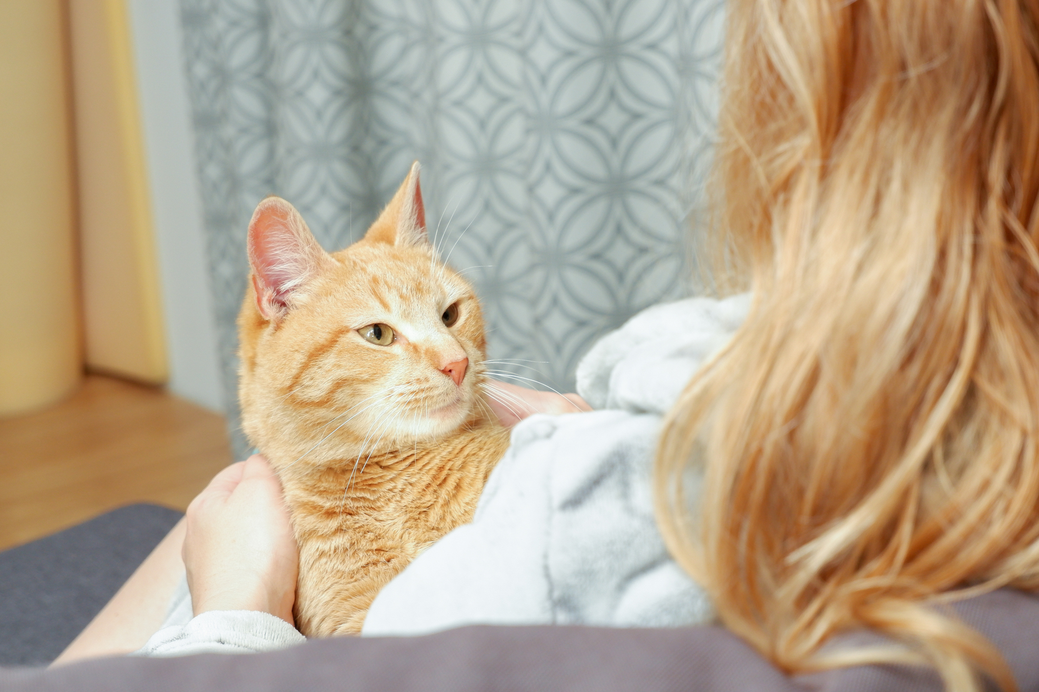 Adorable Kitten Cuddles into Owner’s Hair, Stealing Hearts!