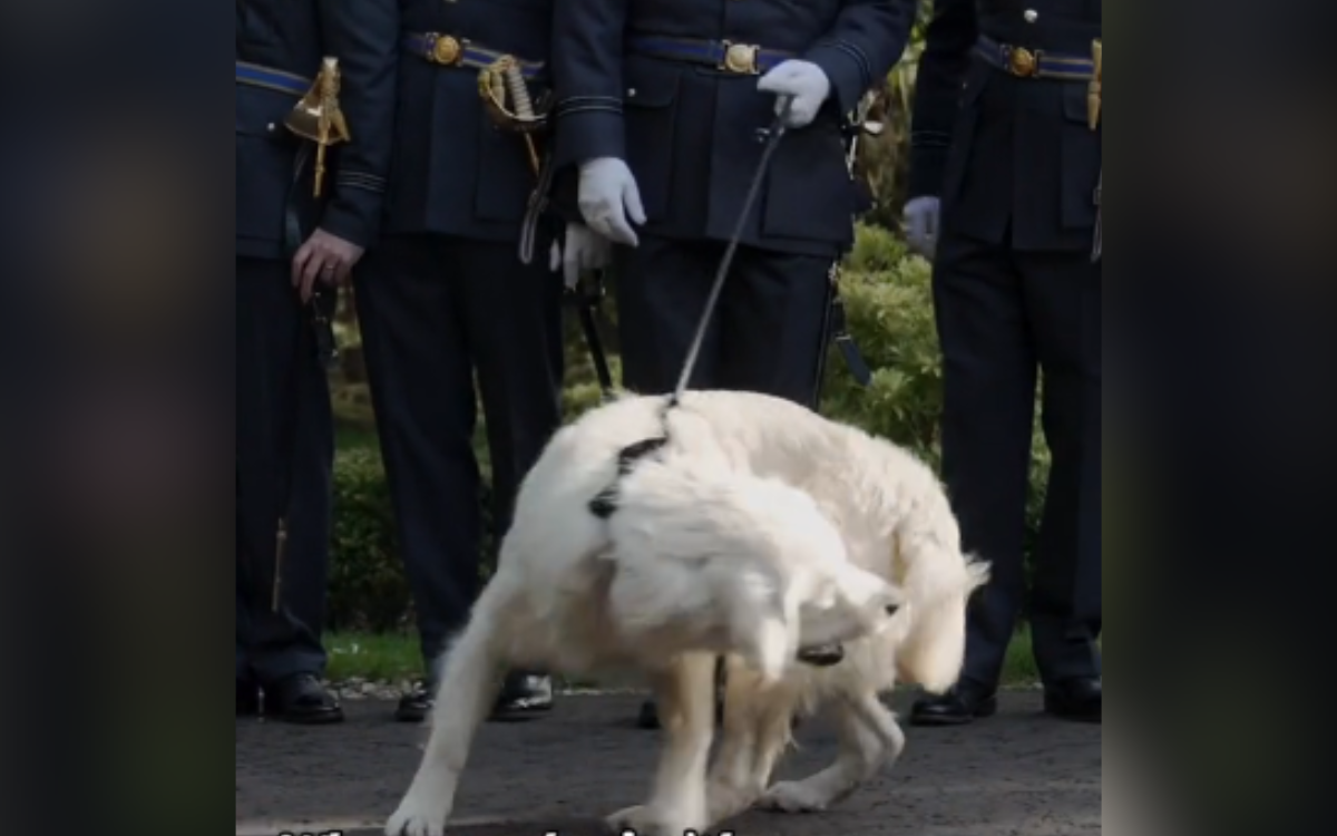 Dog Hilariously Signals He’s ‘Over It’ During Wedding Photo Shoot