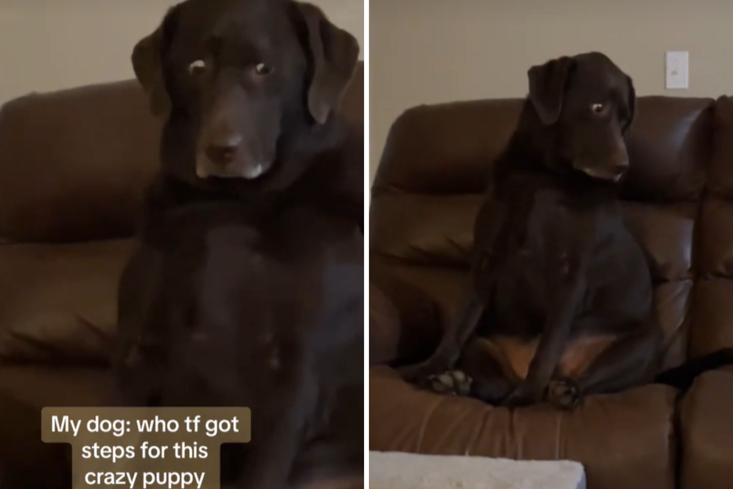 Lab's Priceless Reaction When Puppy Gets Stairs to Couch 'Betrayed(01)