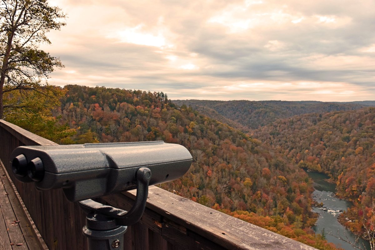 Viewfinder and trees