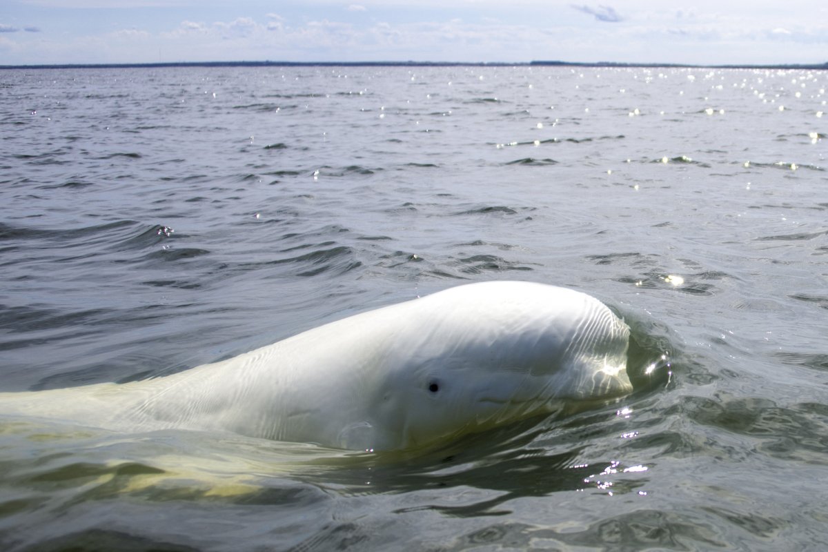 Up to 4,000 Beluga Whales Bring Joy to Hudson Bay