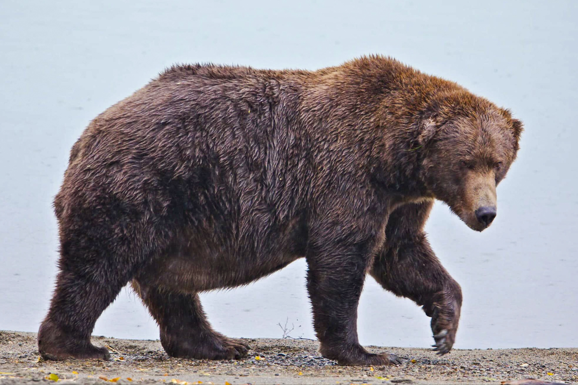 Fat Bear Week Underway After Contestant's Death Delayed Contest Newsweek