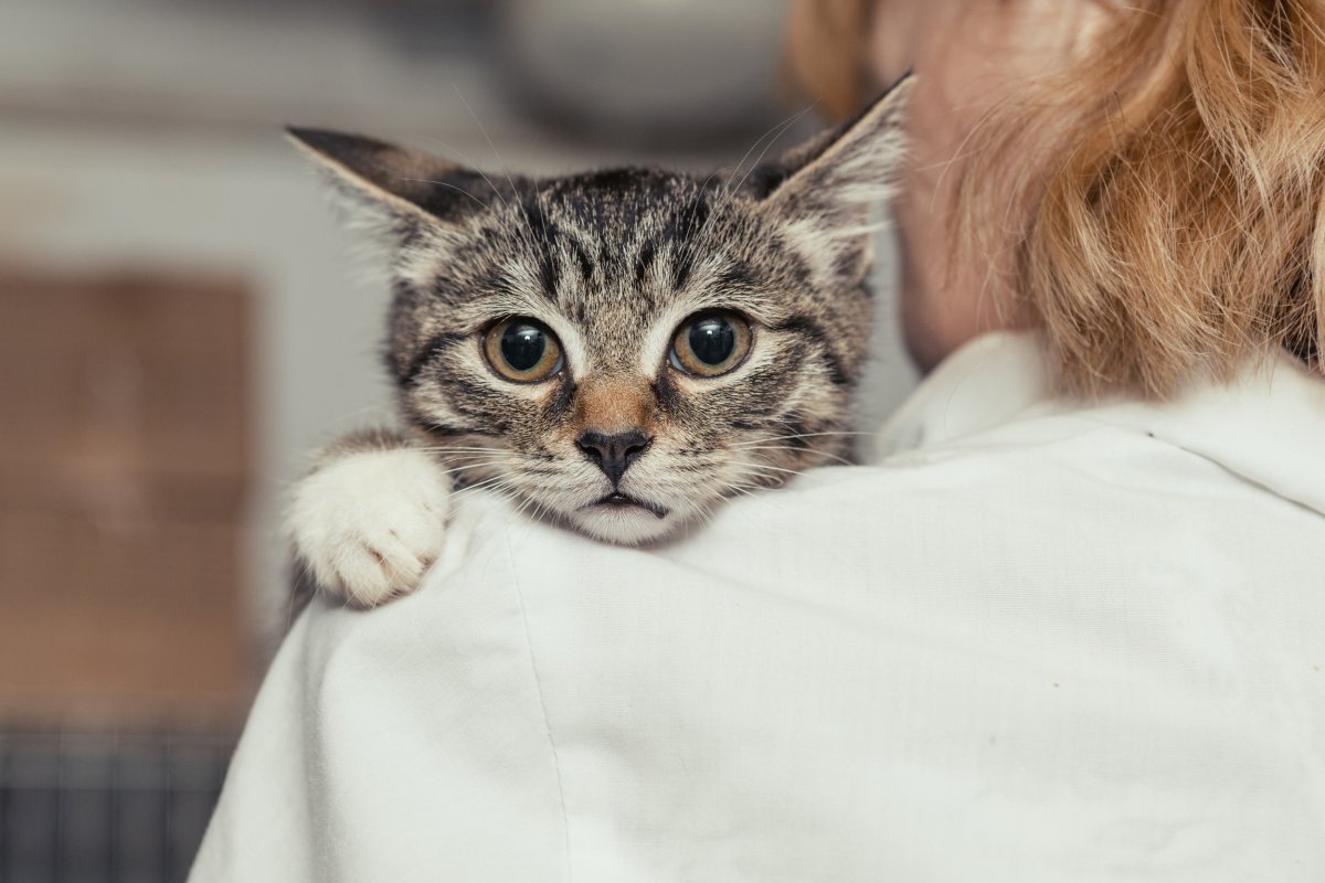 Rescue Cat Cuddles Woman