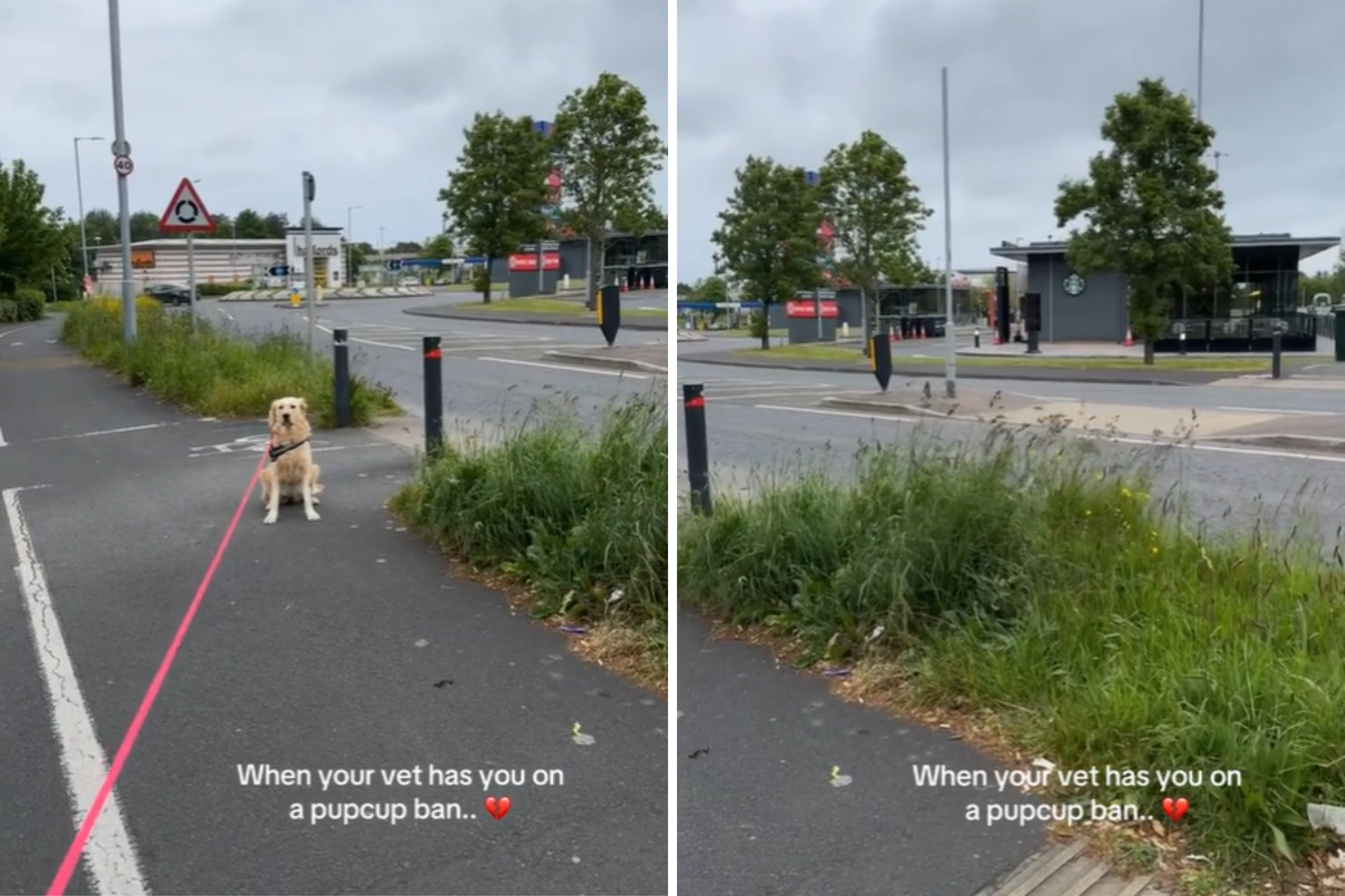獣医師のパップカップ禁止に対する犬の抗議活動がインターネットで大混乱に