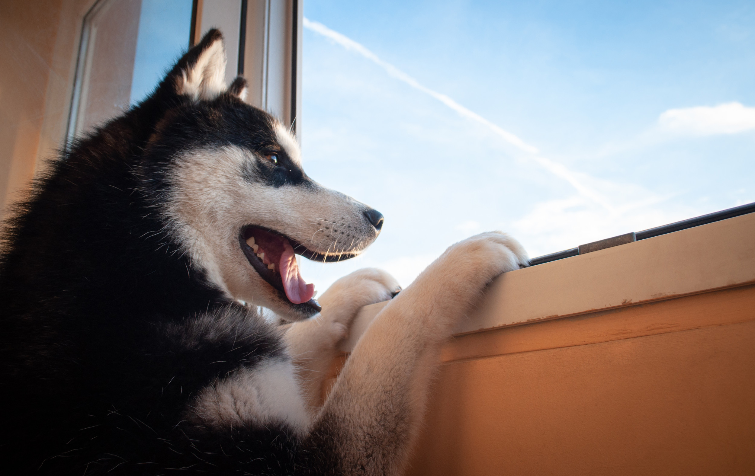 Dog keeps escaping best sale