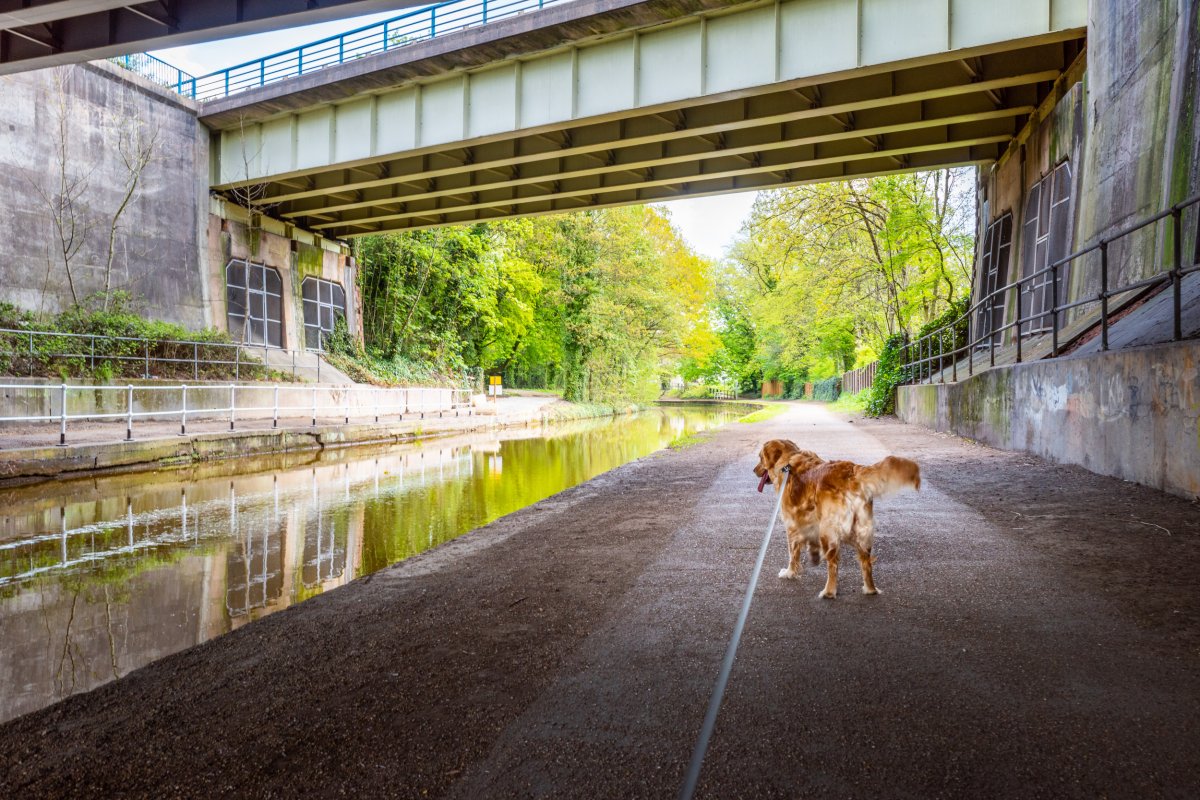 Dog Tries to Chase Some Ducks, Quickly Regrets It: ‘Father Help’