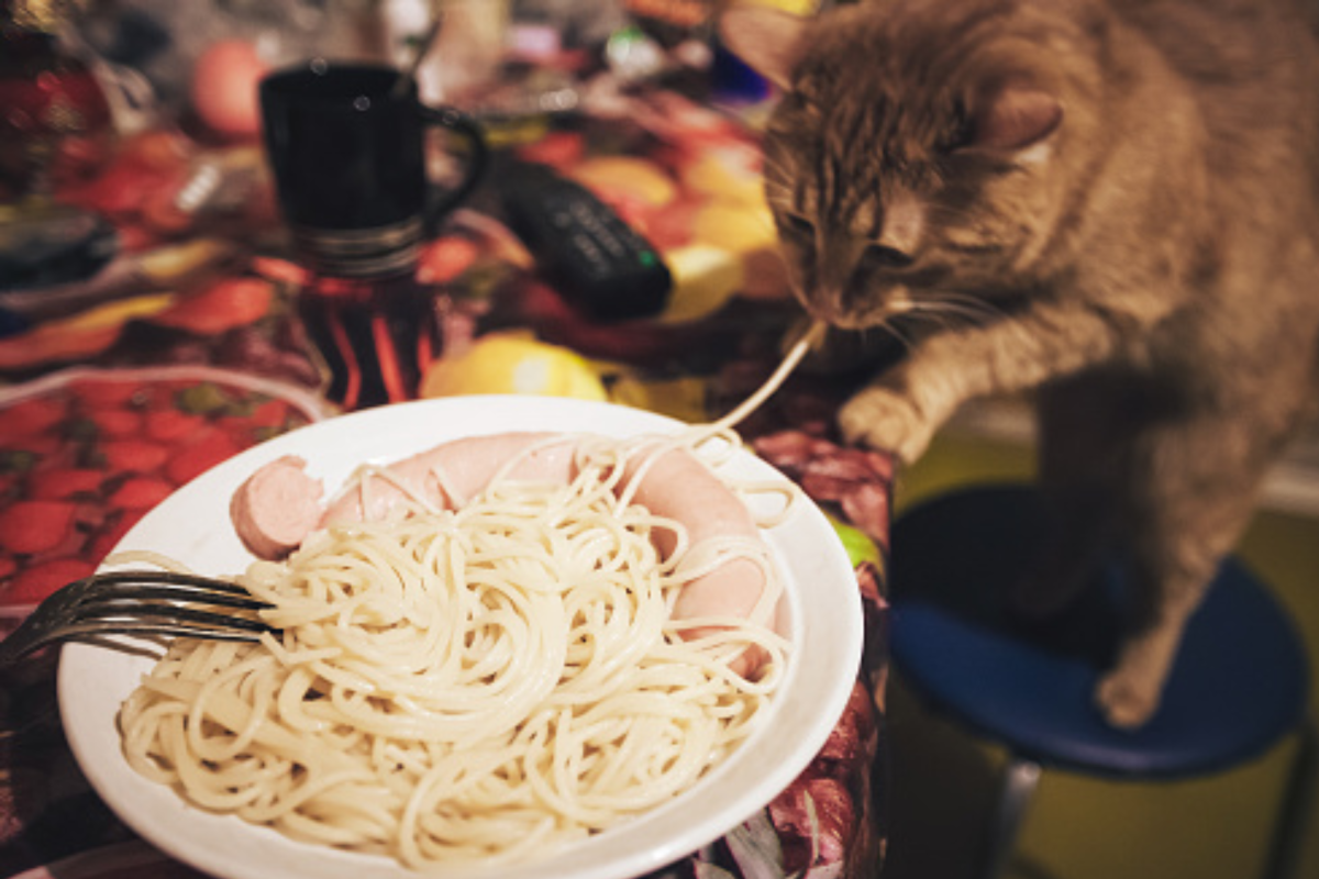 Stock image of cat eating spaghetti.