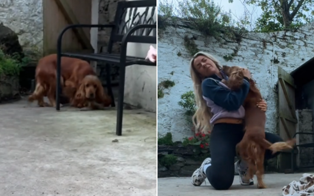 Woman Surprising Rescue Dog After 6 Week Trip Gets Unexpected Response