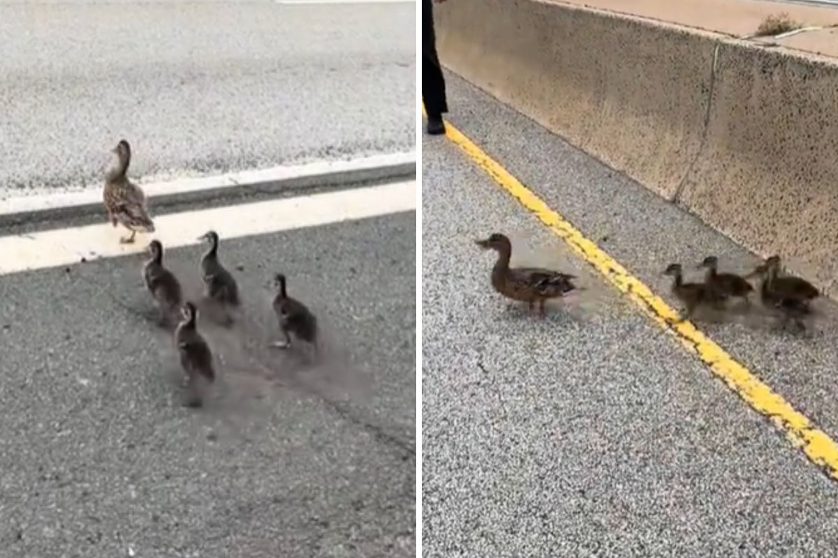 Moment Woman Stops 4 Lanes of Rush-Hour Traffic To Help ‘Stranded’ Animals