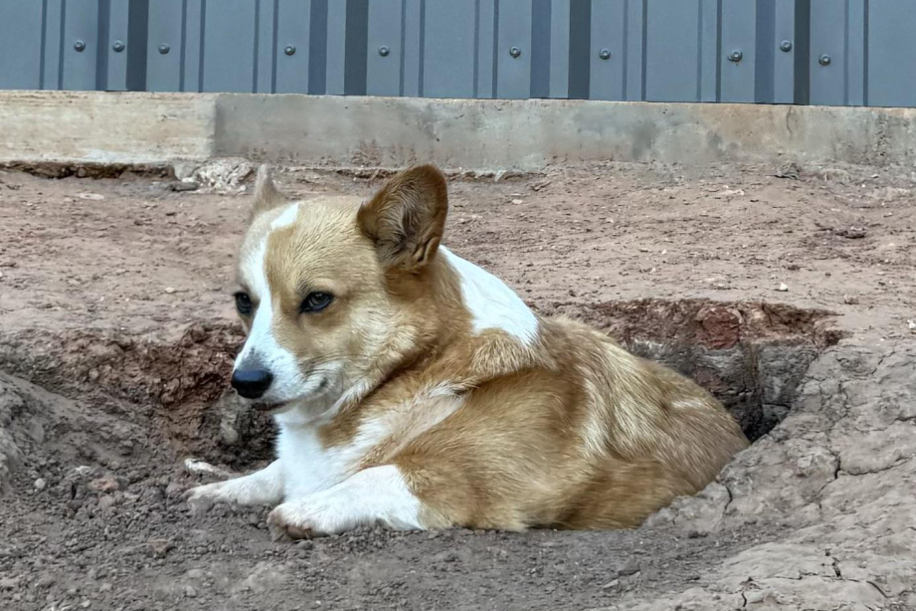 Corgi Goes to Daycare for Socializing but Becomes the Ultimate Critic of ‘The Commoners’