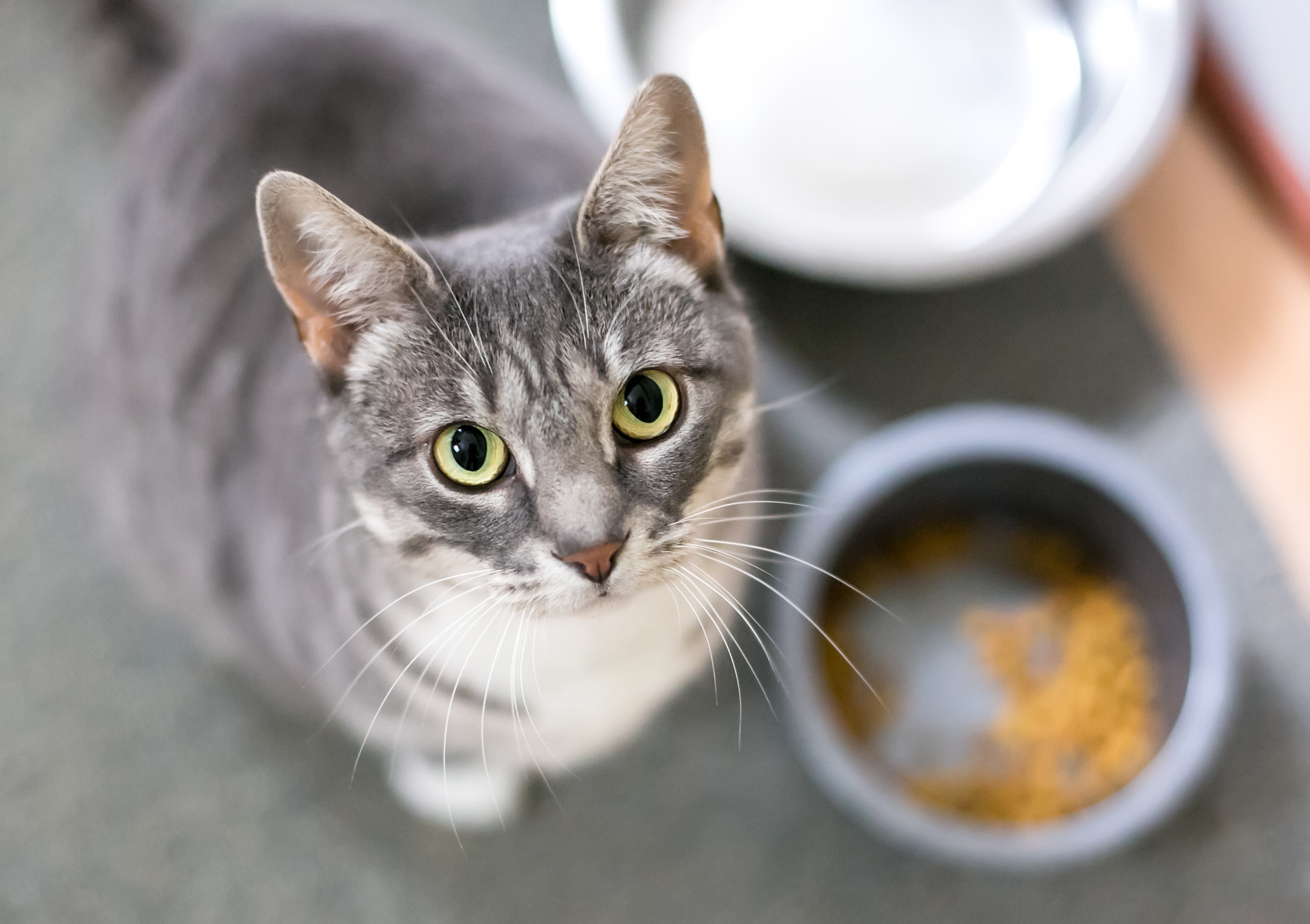 Dramatic Cat Dinner Tantrum Has the Internet Raving He Should audition for Juilliard