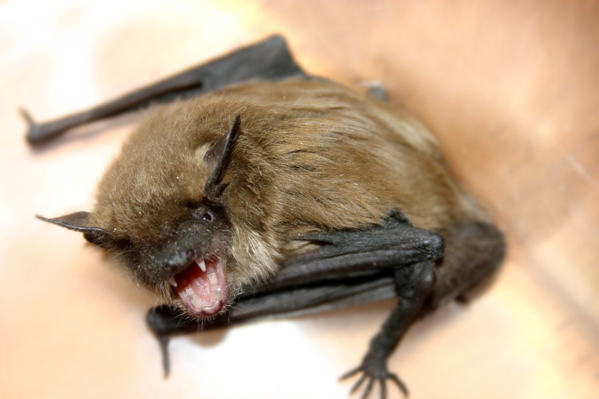 rabies bat