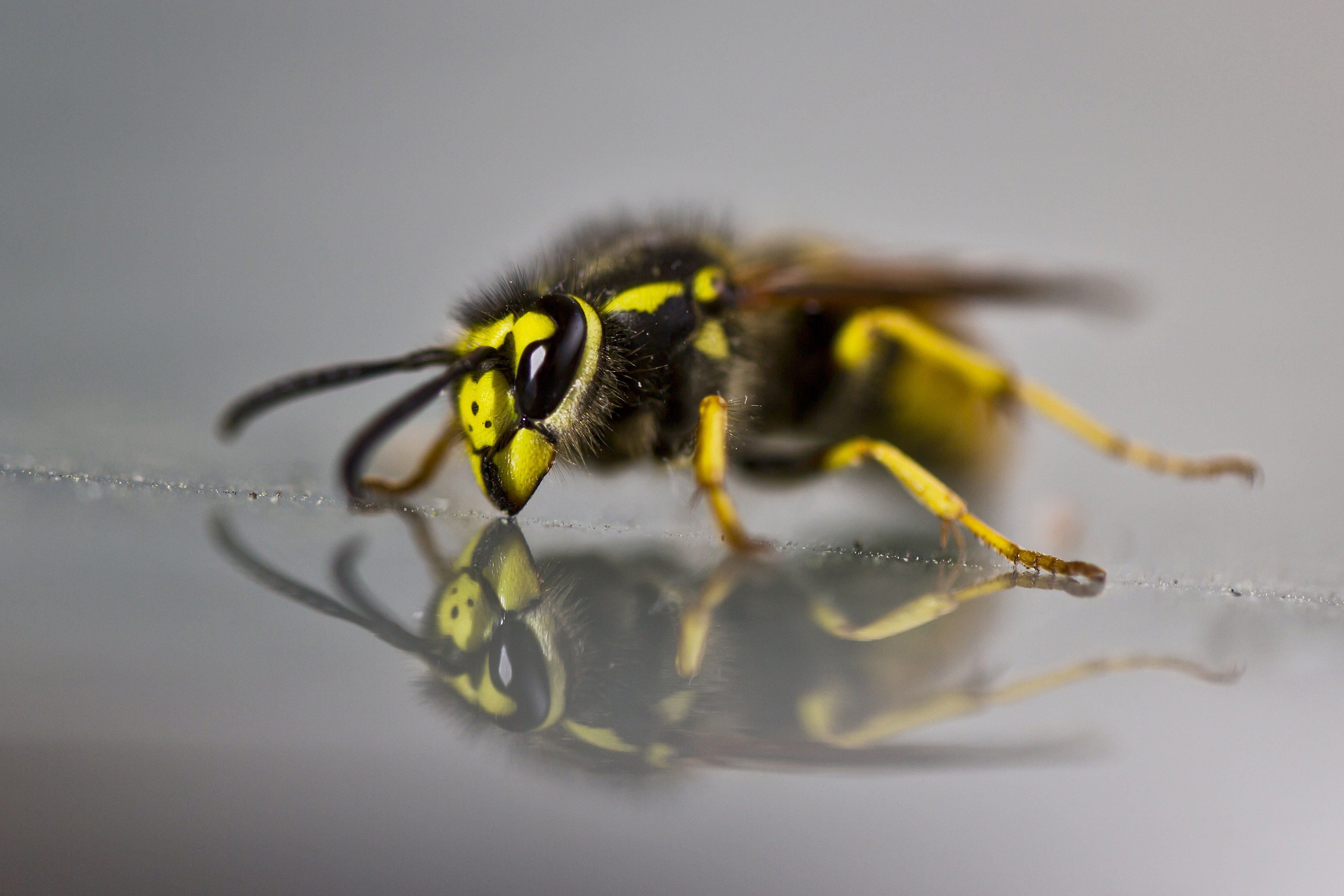 North Carolina Distributes Medication as Yellow Jackets Swarm After Helene