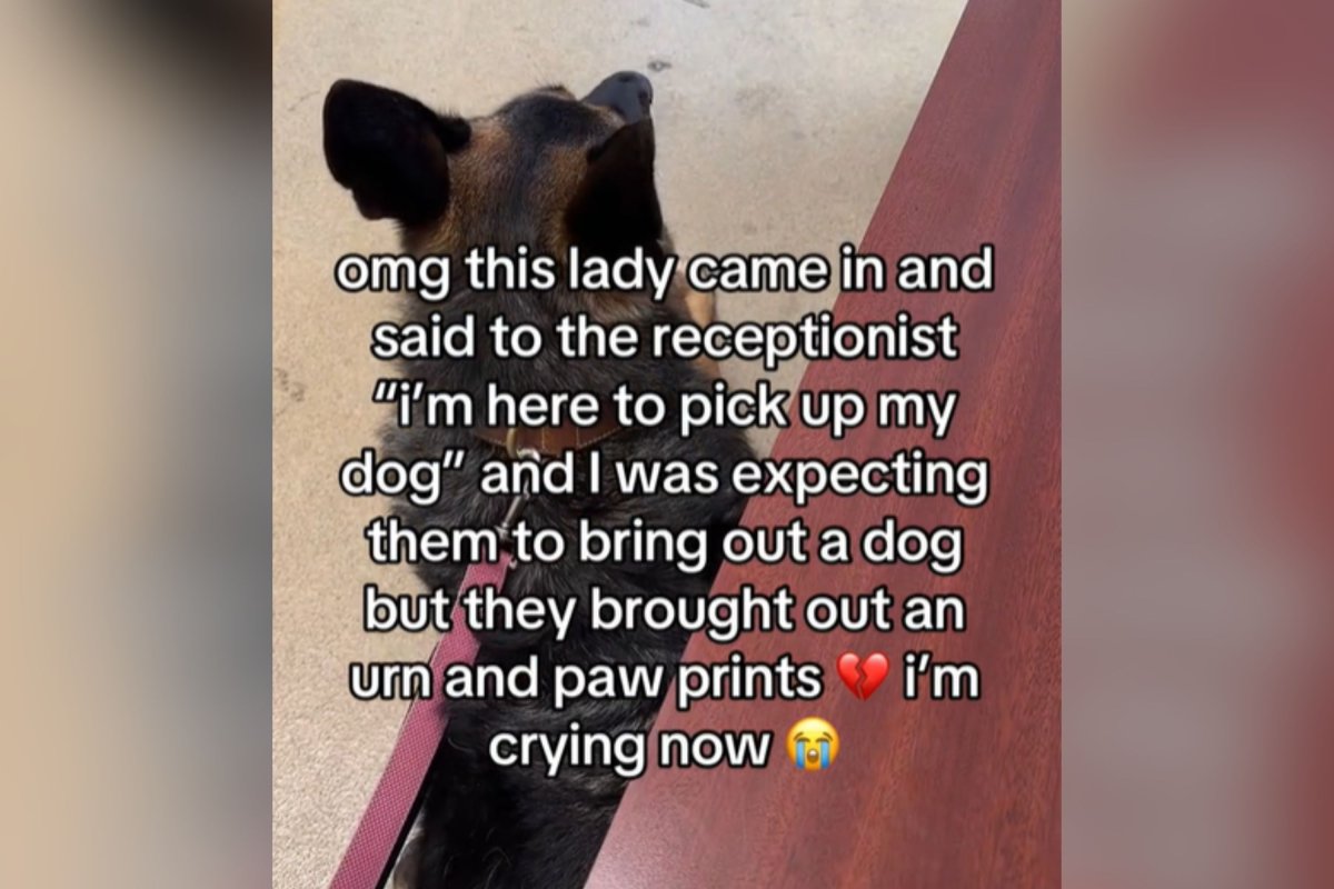 Woman Brought to Tears After Overhearing What Dog Owner Says to the Vet