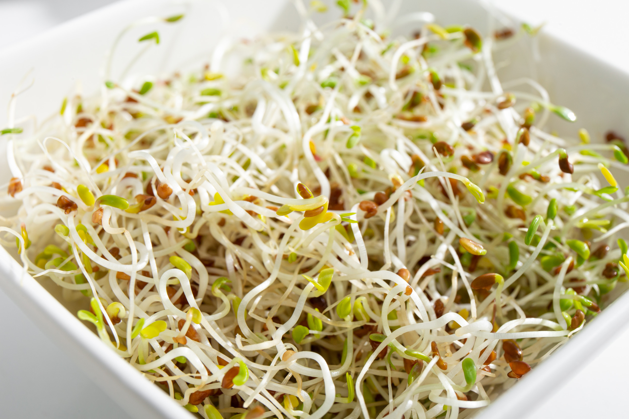 Recall Alert: Potential Listeria Risk Triggers Sprouts Withdrawal