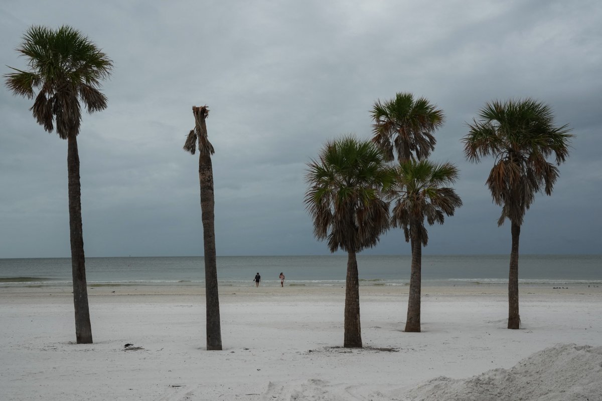 A decapitated palm is seen 