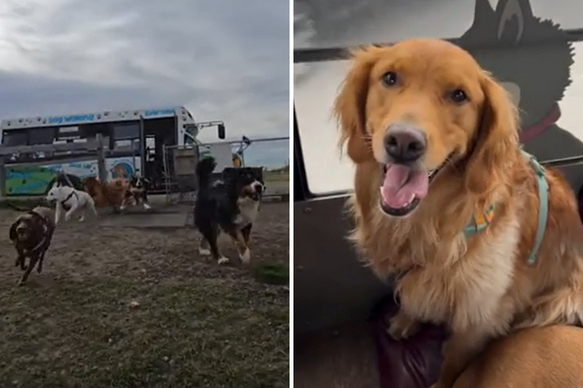 Doggy daycare