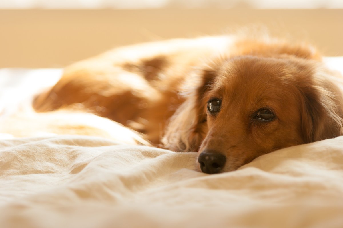 Dachshund laying on a bed.