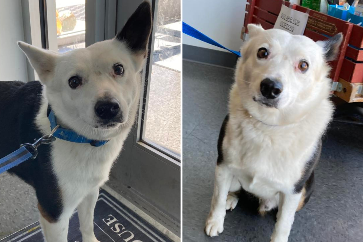 Dog in shelter