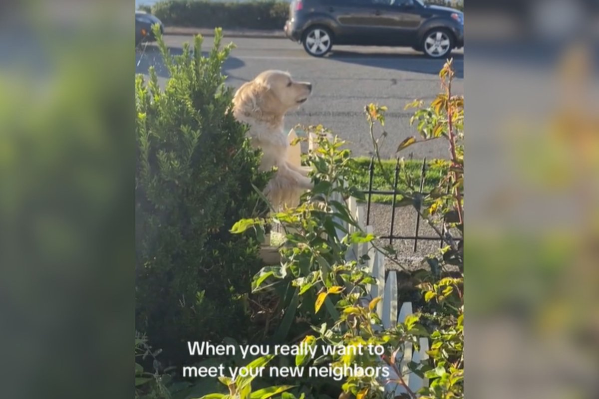 Golden retriever meeting neighbors